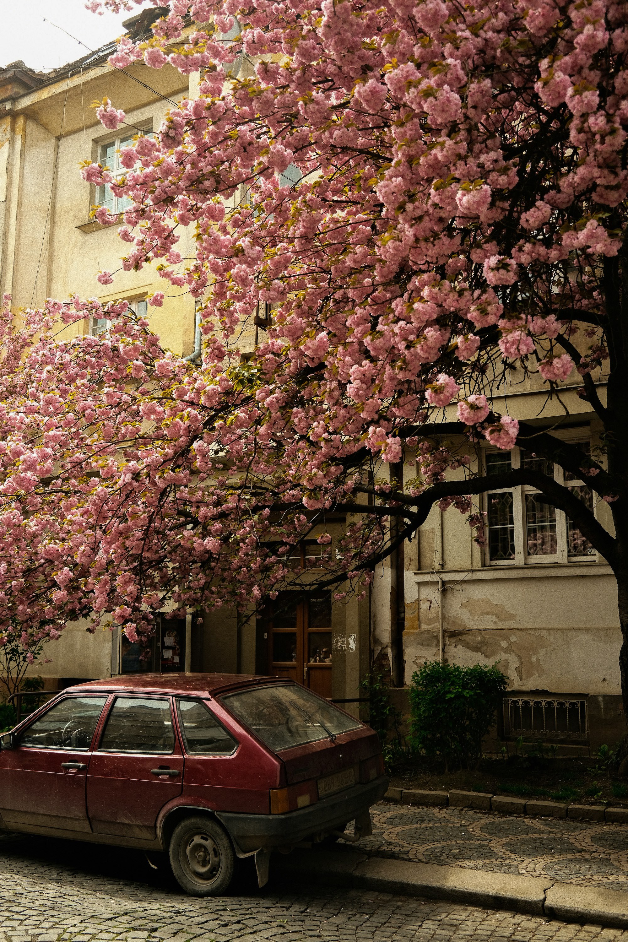 Vintage car under blossom